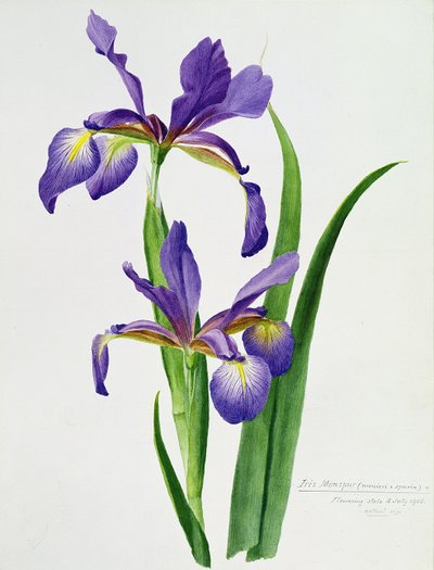 Iris monspur de Unbekannt Unbekannt